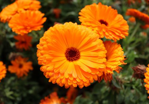 GRIECHISCHES BIO-BERGKRAUT Ringelblumen LelexTea