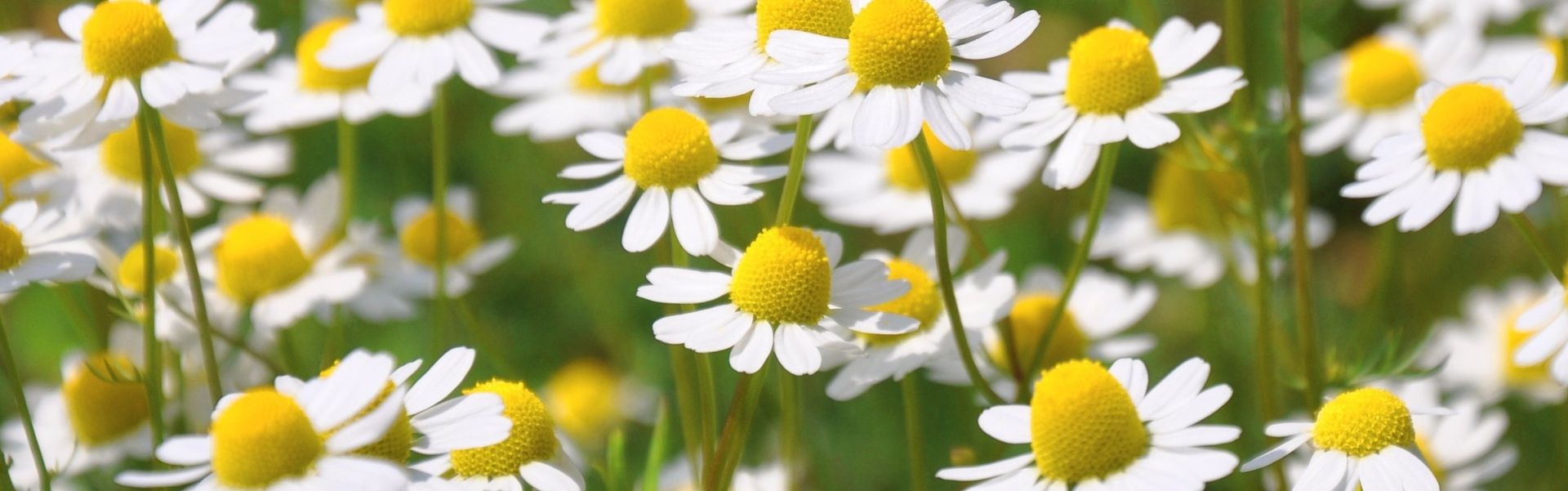 Chamomile