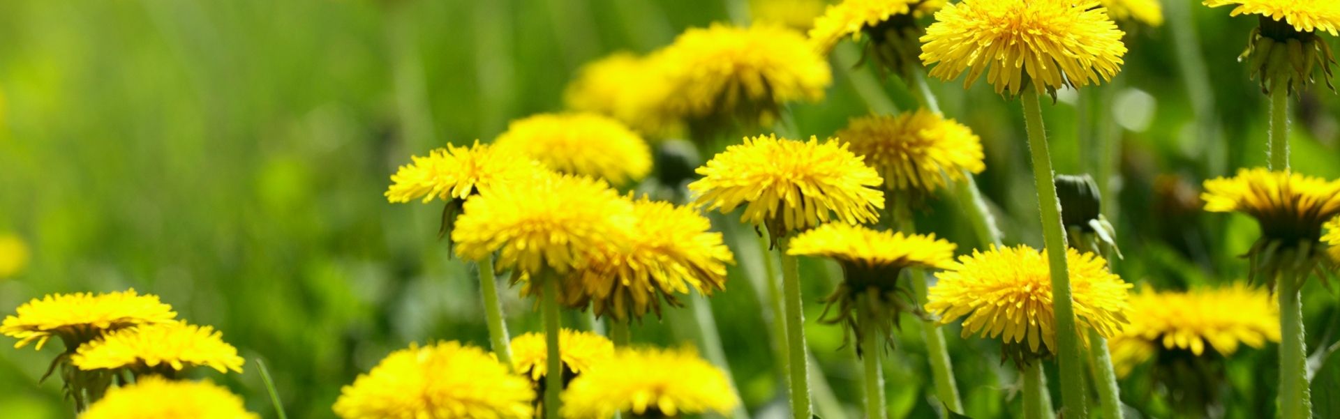 dandelion