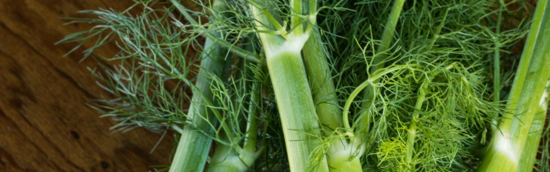 Fennel