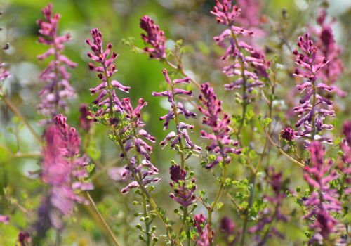 Fumitory Discover the Detoxifying Benefits of Fumaria officinalis - LelexTea