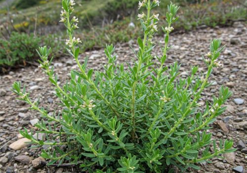 Organisches Griechisches Kümmelblatt |Micromeria juliana - Natürliches Kräuterheilmittel LelexTea