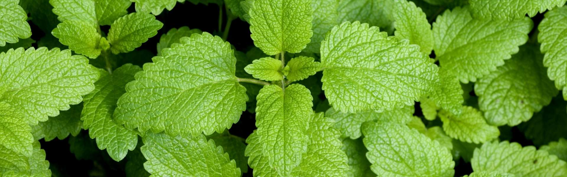 lemon balm