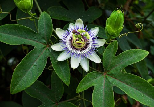 Passiflora Supreme-Blumentee Bio-Griechische Das ultimative Passiflora Kräutertee LelexTea