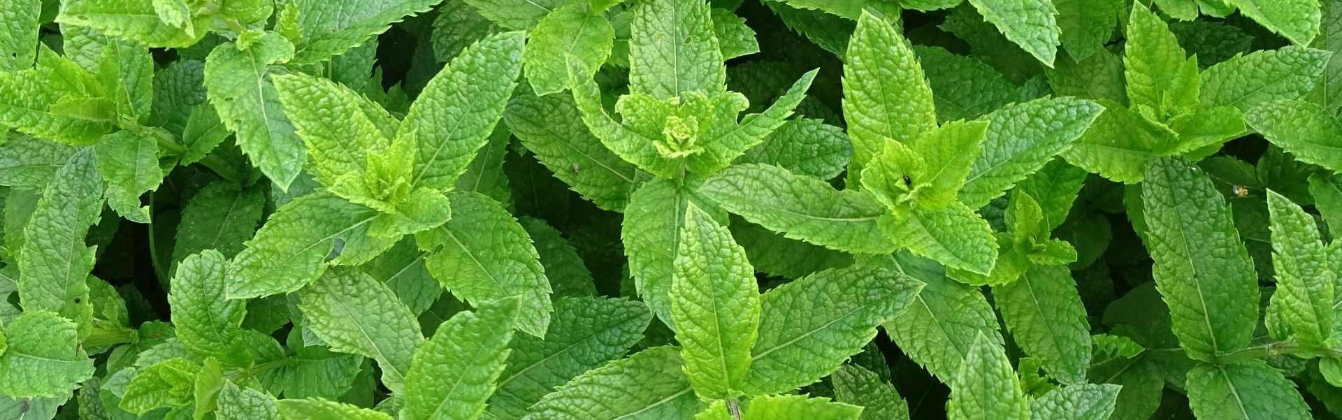 https://lelextea.com/greek-viologika-chai-botana-migmata/menta-mentha-mint-menta-piperita-bio/