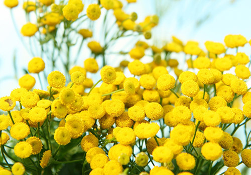 Griechischer Bio-Berg-Tansy – Gesundheit & Wohlbefinden aus der Natur