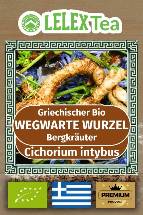 Wegwarte Wurzel