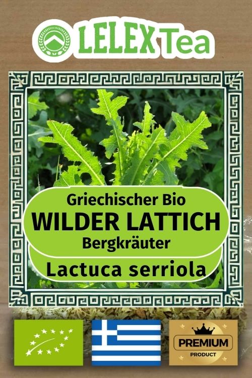 Wilder Lattich