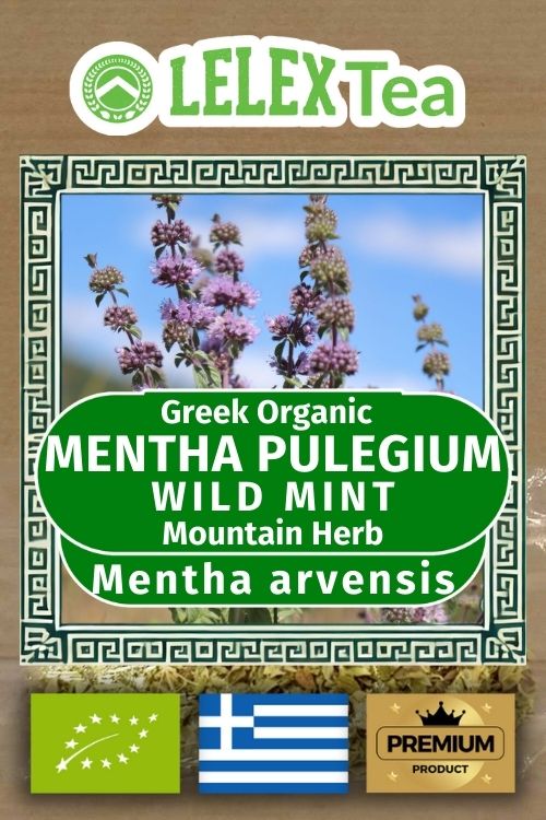 Mentha arvensi wild mint