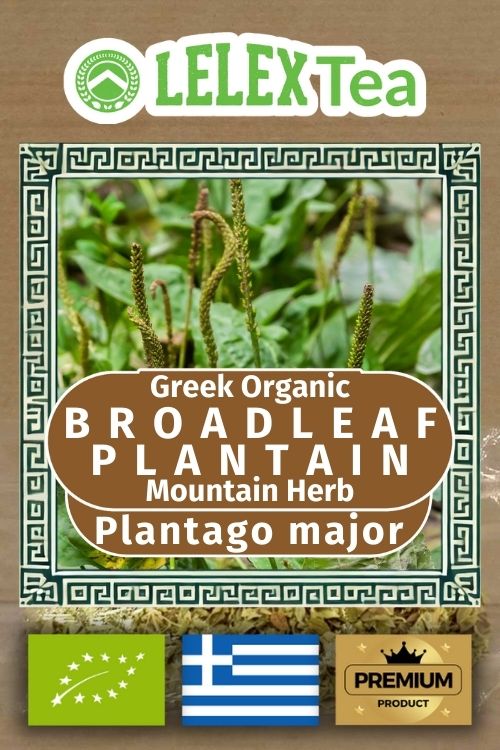 Plantago major, broadleaf plantain