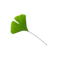 ginkgo biloba