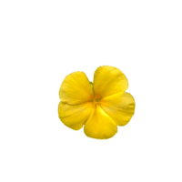 ntamiana