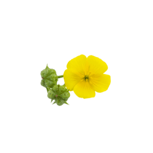 trivoli
